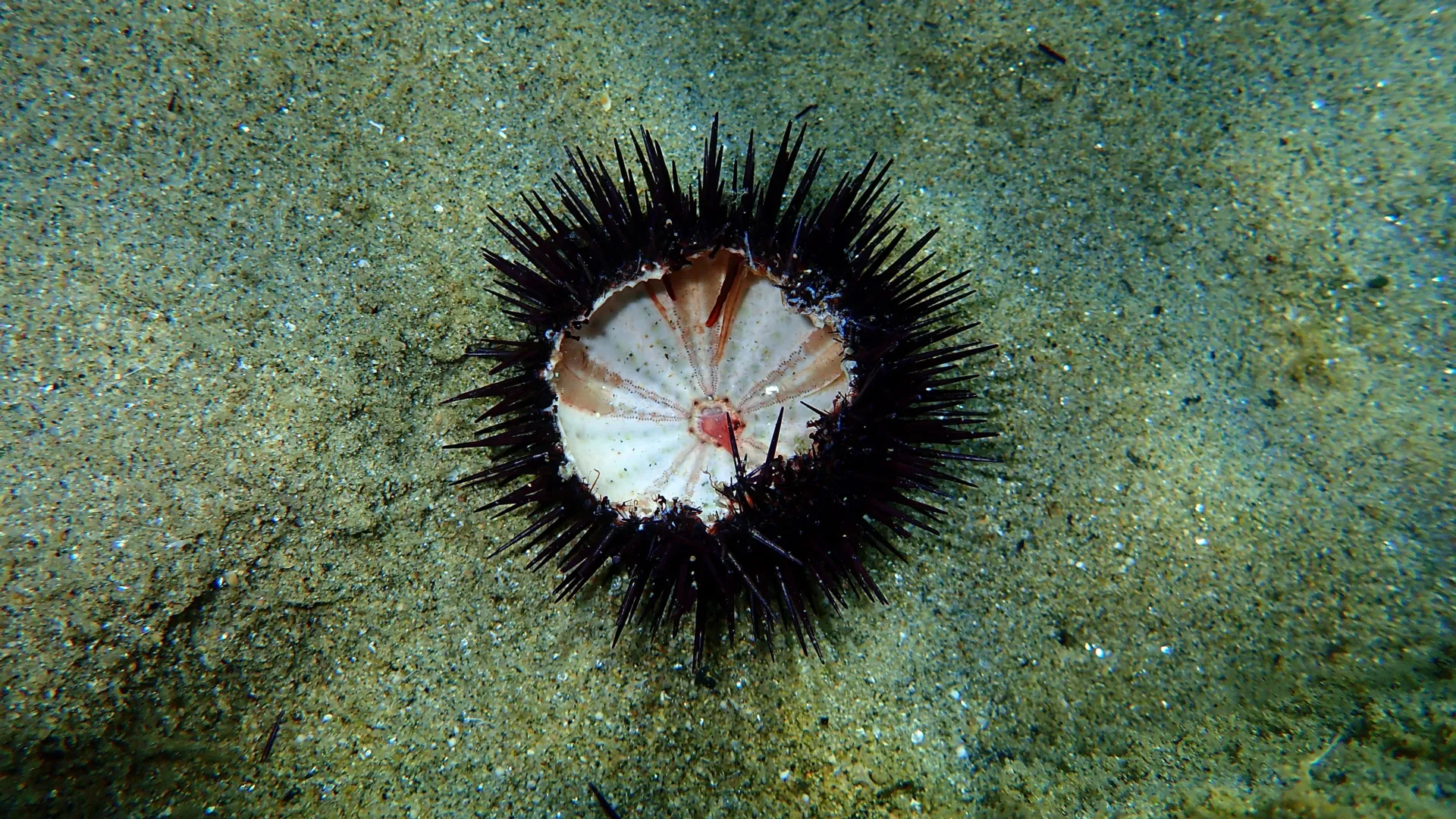 Морские ежи, особенно из семейства Diadematidae, выполняют критически важную роль «садовников» рифа.